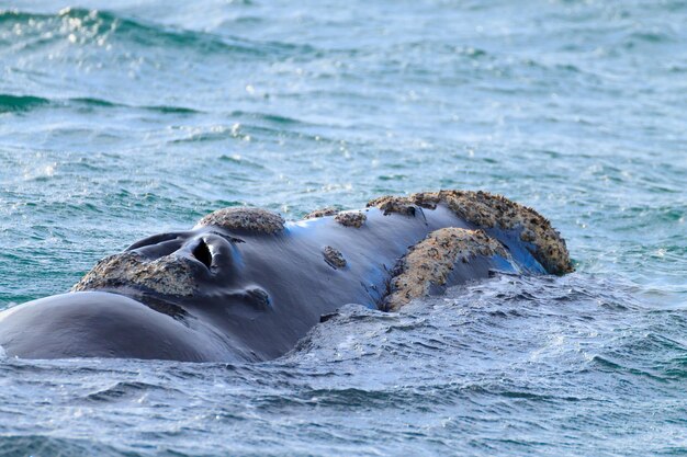 Photo whale watching from valdes peninsulaargentina whale in water wildlife