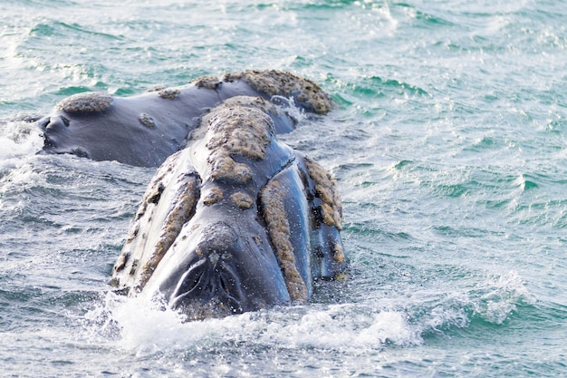 Photo whale watching from valdes peninsulaargentina wildlife