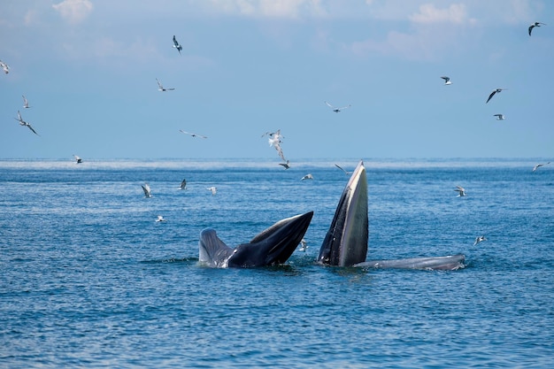 空に向かって海で泳ぐクジラ