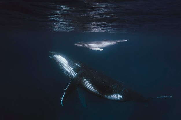 Photo whales swimming in sea