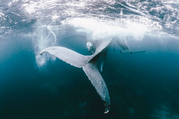 Photo whales swimming in sea