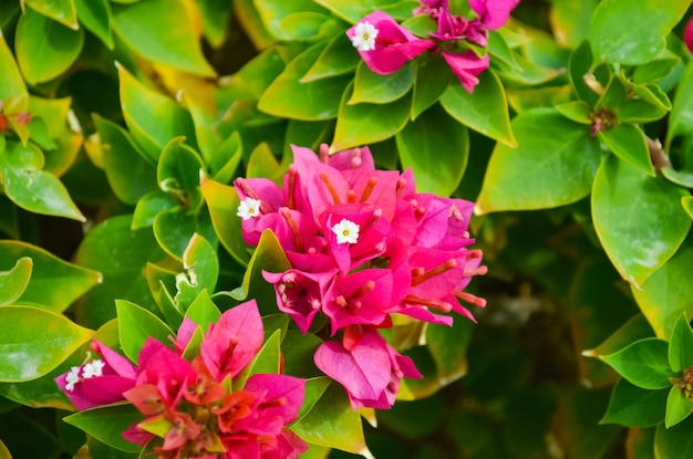 What flowers grow on the beaches of Egypt