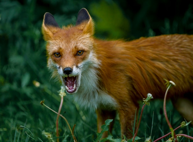 Photo what the fox say