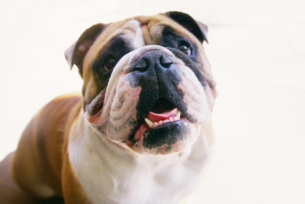 What will I get up to today Portrait of a cheerful bulldog at home