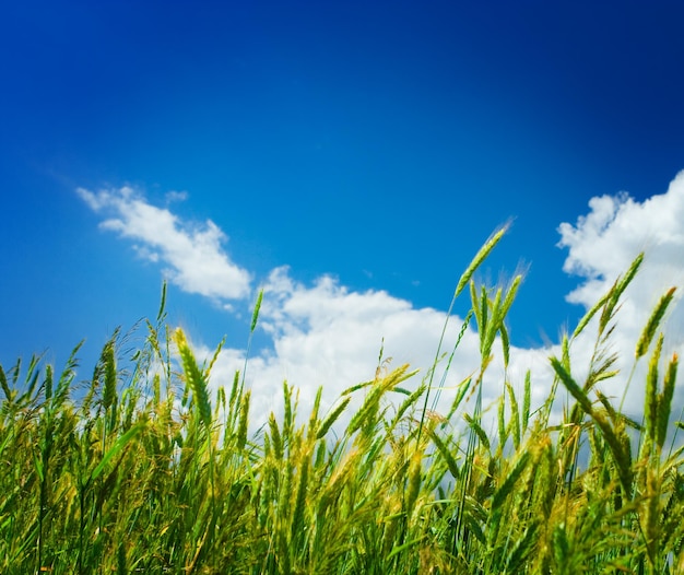 Wheat on a backgorund of the sky close up