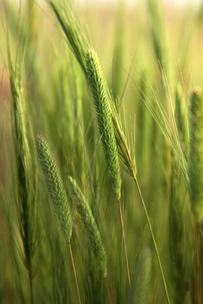 Photo wheat background