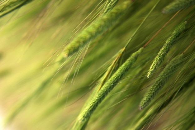 Photo wheat background