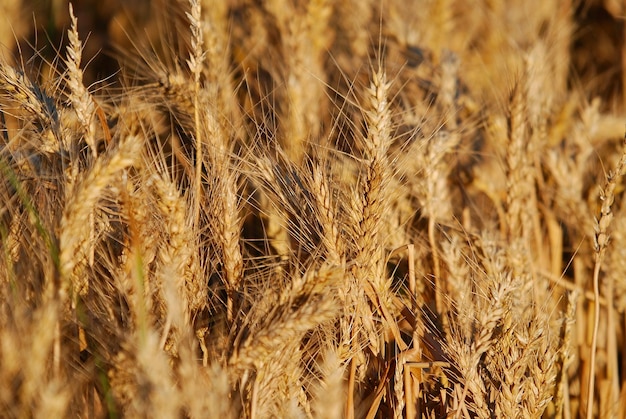 小麦と青空（NIKON D80; 6.7.2007; 1/250 at f / 6.3; ISO 100;ホワイトバランス：自動;焦点距離：230 mm）