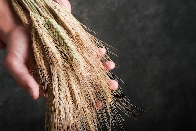 Wheat bouquet in hands of male farmer on grunge dark gray old
background problems with the supply of wheat and flour global food
supply and hunger world crisis concept top view copy space