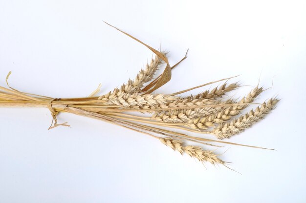 Wheat bouquet on a white background