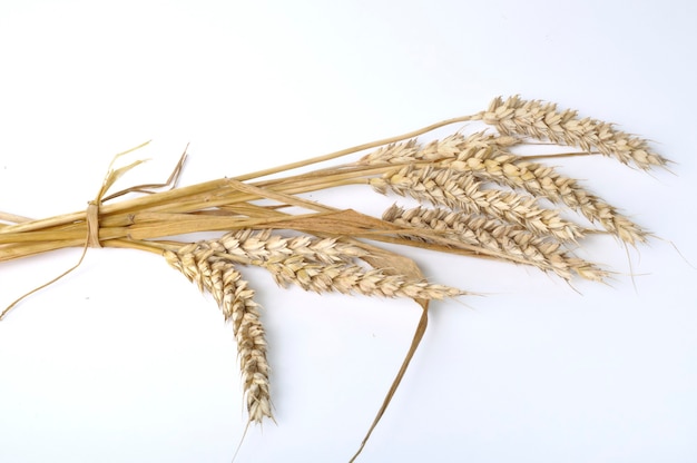 wheat bouquet on a white background