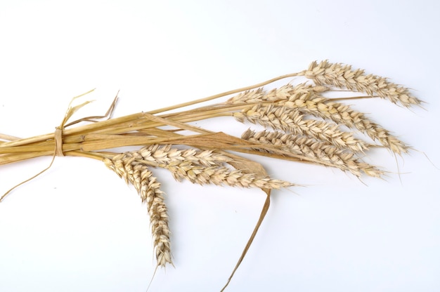 Wheat bouquet on a white background