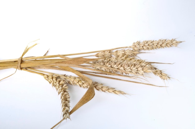 wheat bouquet on a white background
