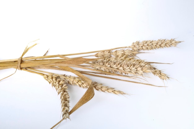 Foto mazzo di grano su sfondo bianco