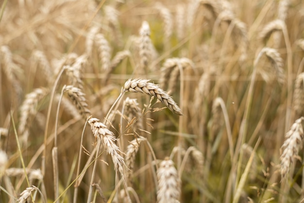 Primo piano del grano