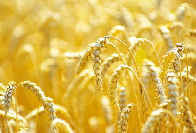 Wheat closeup