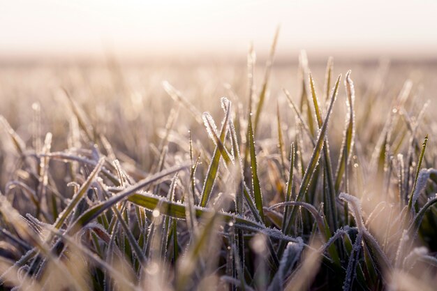 Wheat   covered with ice