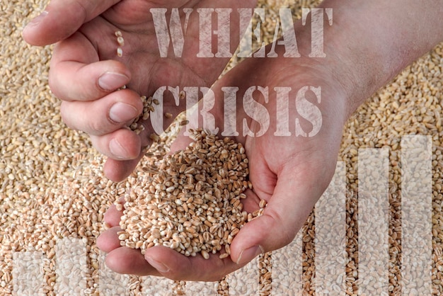 Wheat crisis lack of grain and crops grains of wheat in the\
hand against the background of the grana