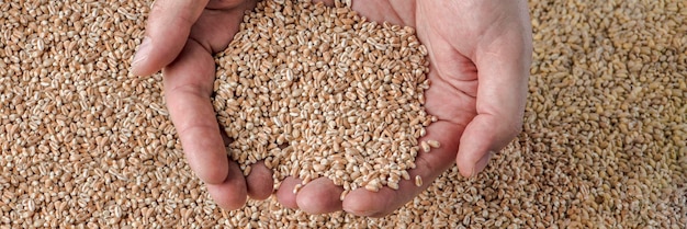 小麦危機は穀物の不足であり、グラナを背景に手に小麦の穀物を収穫します