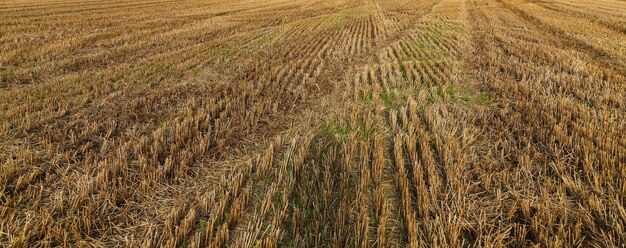 Wheat crop in field