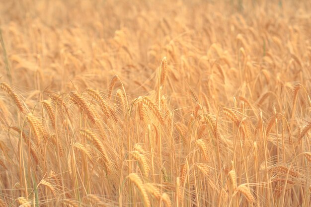 Wheat crop in field