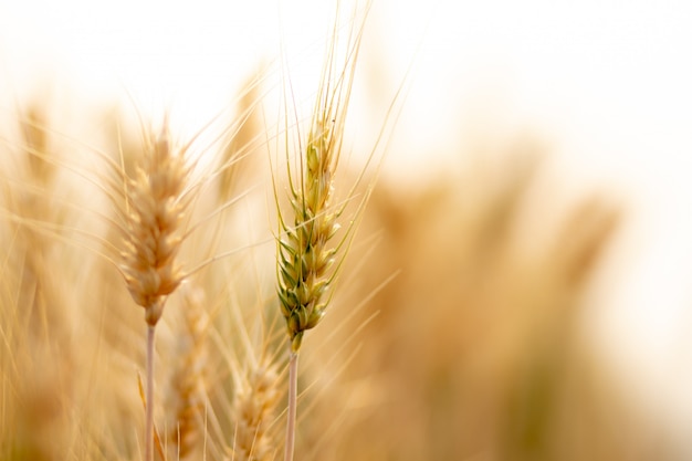 Foto campo di grano.