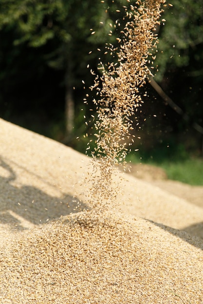 Wheat dropping on hill