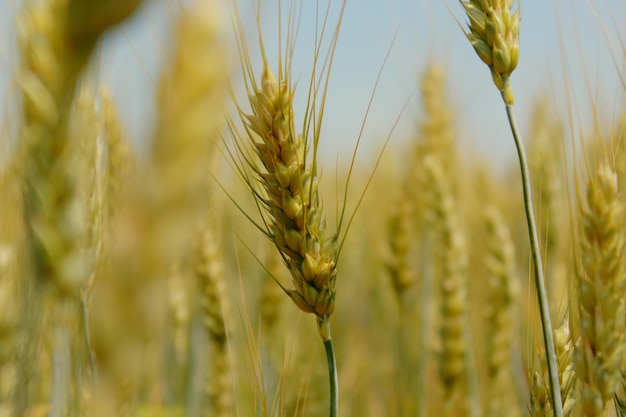 Wheat ear closeup