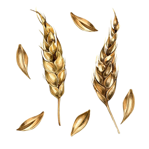 白い背景に分離された小麦の穂と穀物の水彩イラスト
