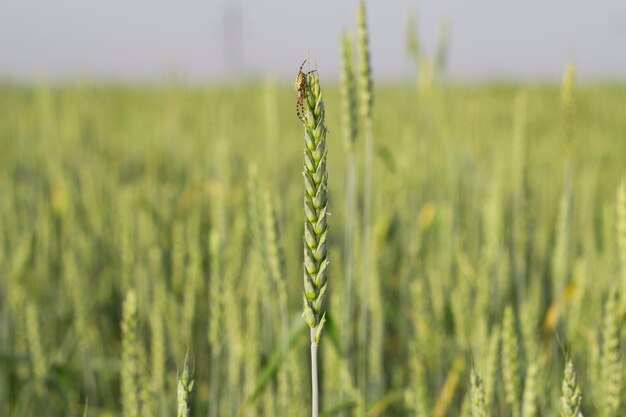 小麦の夏の黄金のフィールドで上部にクモと小麦の耳