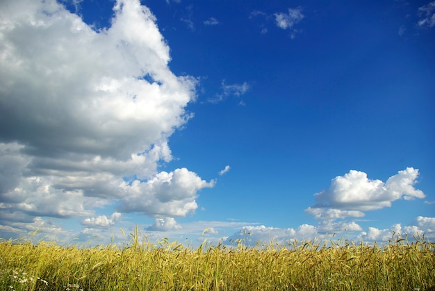 Wheat ears against the blue  sky