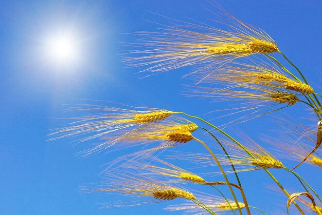 Wheat ears against the blue sky