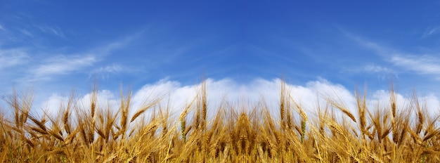 Wheat ears against the blue  sky