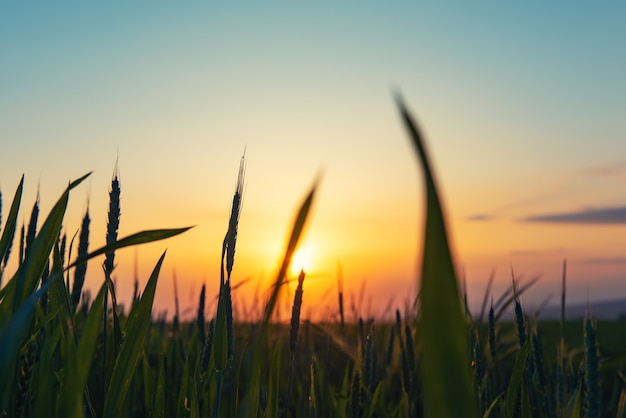 Spighe di grano contro il cielo al tramonto