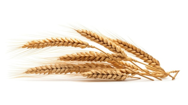 wheat ears against a white background