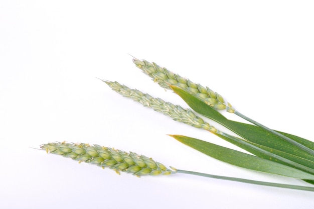 Wheat ears in bloom on a white background