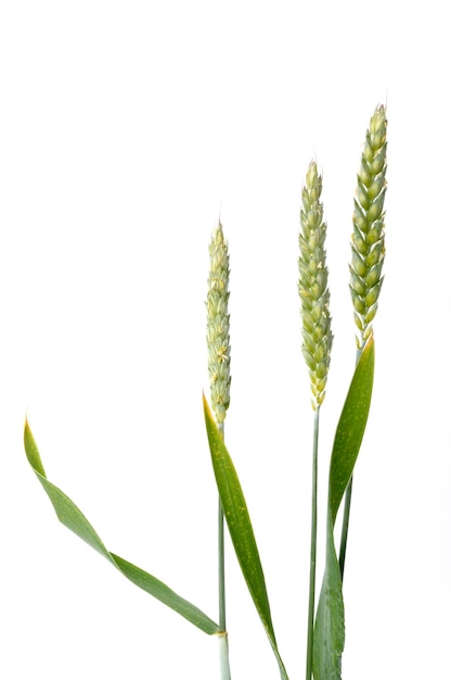 Wheat ears in bloom on a white background