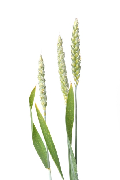 Wheat ears in bloom on a white background