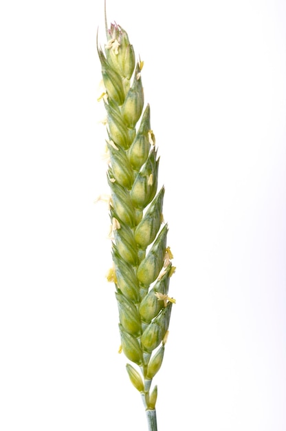 Wheat ears in bloom on a white background