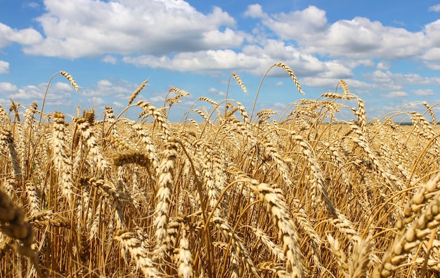 Wheat ears close-up on a background of blue sky with clouds