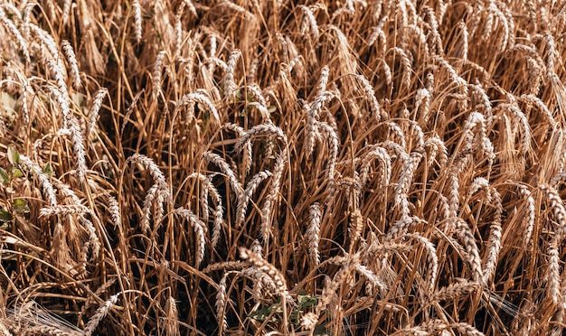 Wheat ears close up. Template for text.