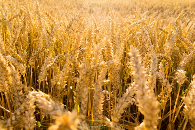 Wheat ears closeup against the background of the setting sun and sunlight It's time to harvest The food crisis in the world