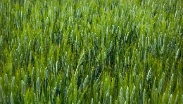 写真 畑 の 中 で の 小麦 の 耳 の 近く の 映像 夏 の 時期 に 畑 で の 未熟 な 小麦