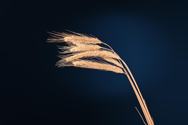 Wheat ears on a dark blue background.