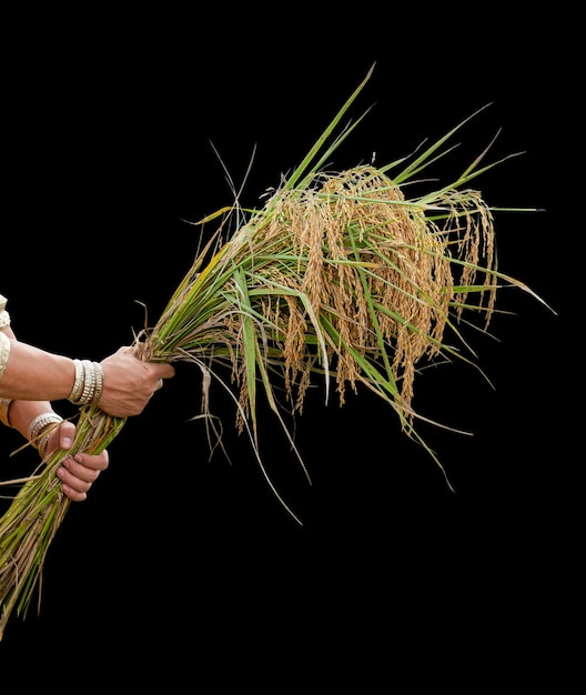 暗い木製の背景の小麦の耳収穫の概念