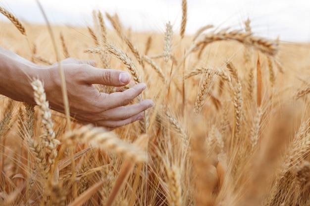 Wheat ears in farmer hands close up on field background