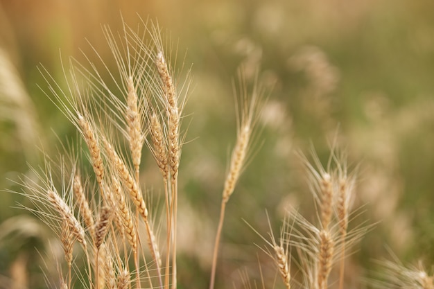 Wheat ears in the field