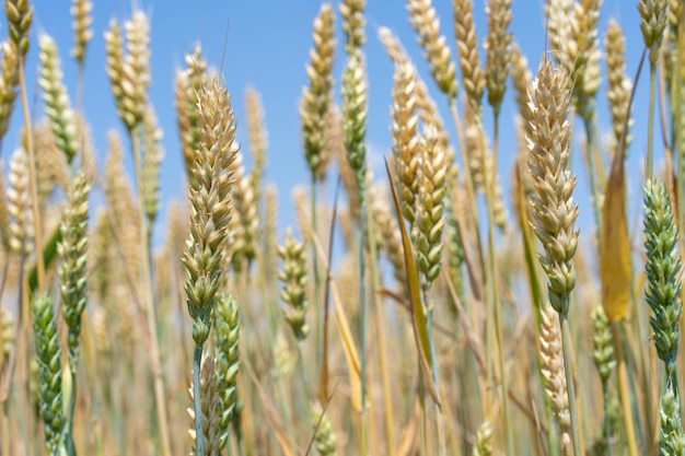 Wheat ears growing in the field