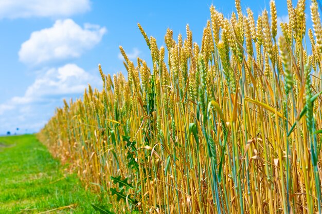 Wheat ears growing in the field