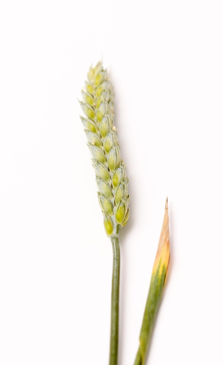 Photo wheat ears i マクロスタジオショット
